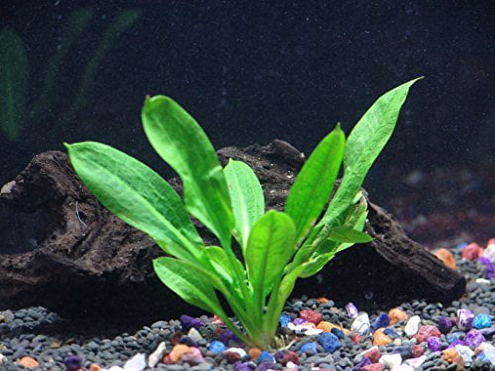 Easy Live Aquarium Plants Package – 7 Kinds – Anacharis,  and more!