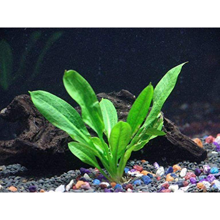 3 PLANT COMBO (Beginner Aquarium Plant Pack) - Aquatic Arts