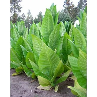 tobacco effects on heart Effects of Smoking on Cardiovascular Health