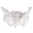 thumbnail image 1 of Modelo de Pelvis Femenina Modelo de Pélvico de Tamaño Natural para Estudio de Biología de Anatomía Médica, Decoración Zulema Estatua humana de la pelvis femenina, 1 of 5