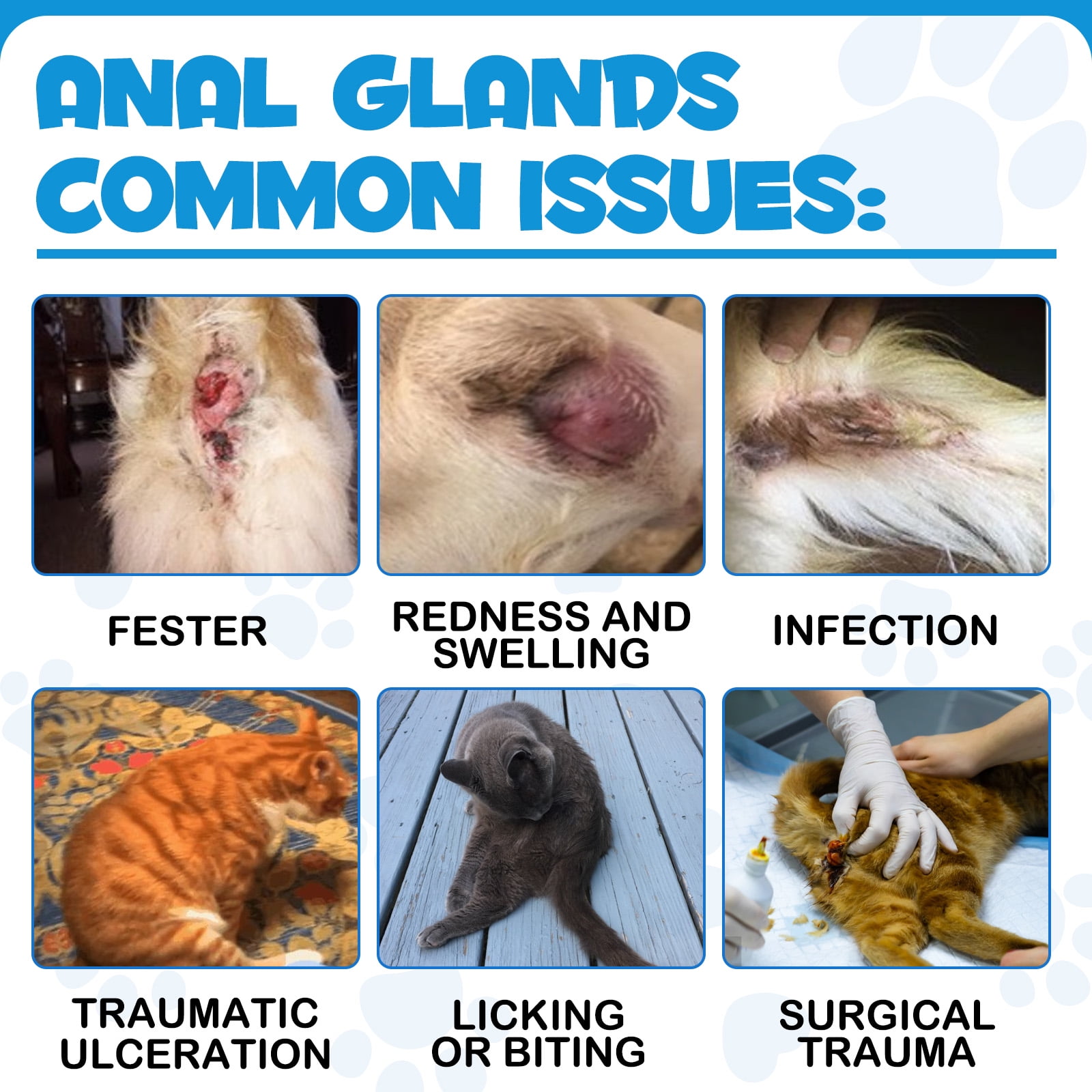 Oimmal Antimicrobial Anal Gland Spray for Cat, Anal Gland Support for Cats, Relieves Anal Gland Irritations and Soothes Itching - 8.8 Fl Oz