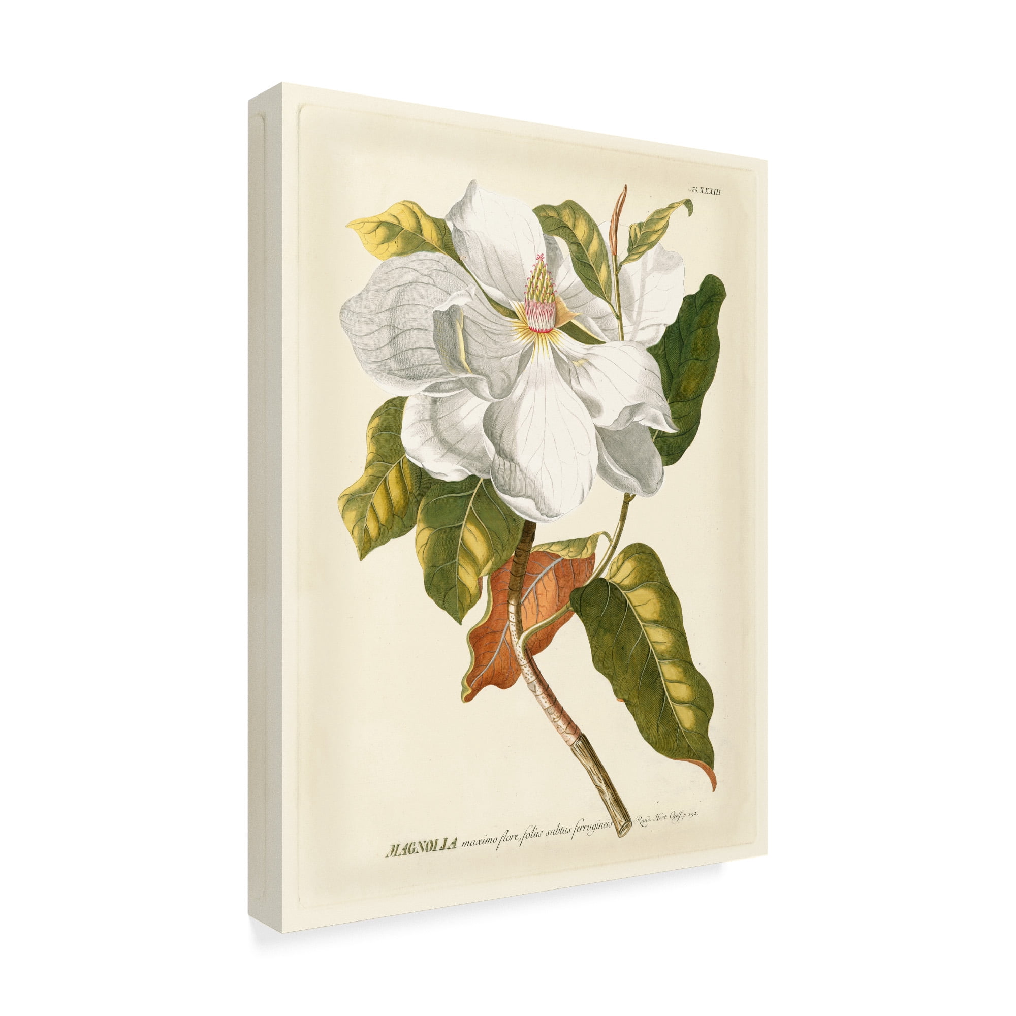 Trademark Fine Art 'Magnificent Magnolias I' Canvas Art by Jacob Trew