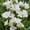 White, variant on Van Zyverden Freesias Double Blooming Pink Set of 25 Bulbs Pink Partial Sun