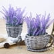 thumbnail image 1 of juego de 10 ramos de flores de lavanda sintética de plástico morado Ormromra QH-833, 1 of 4
