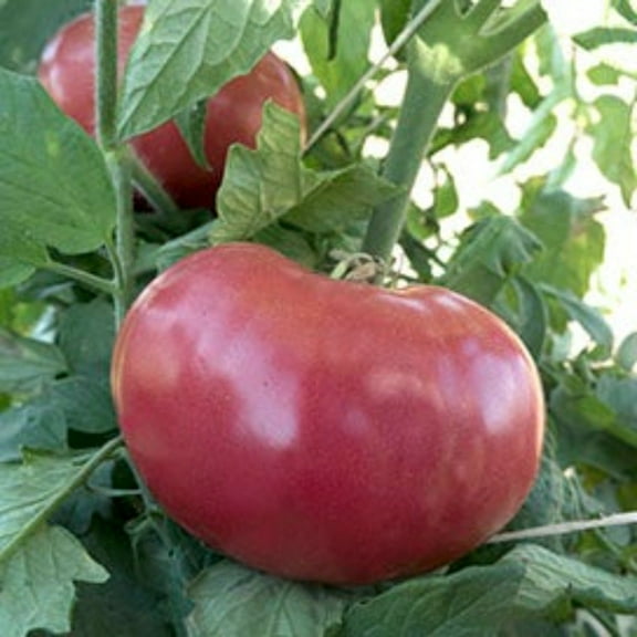 Mortgage Lifter Heirloom Tomato Seeds