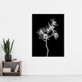 thumbnail image 2 of Schwartz NJIT Transparent Orchid Greyscale X-Ray Photo Extra Large XL Wall Art Poster Print, 2 of 3