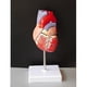thumbnail image 1 of Modelo de corazón humano de tamaño natural, modelo cardíaco anatómico, suministros de laboratorio de aprendizaje, modelo médico, 1 of 3