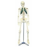 Vision Scientific Half Size Human Skeleton- 33” (84cm) with Nerve Endings