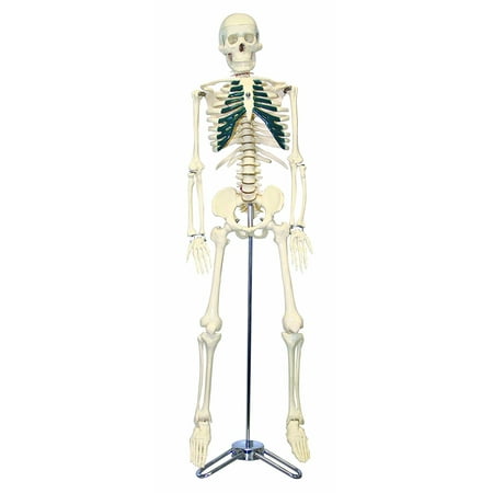 Vision Scientific Half Size Human Skeleton- 33” (84cm) with Nerve Endings