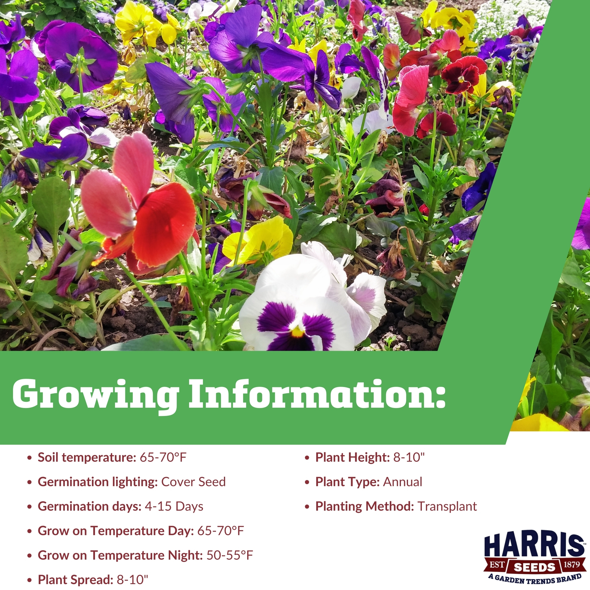 Harris Seeds - Pansy Majestic Giants II Mix F1 Seed Mixture of 20 Colors- 250 Seeds
