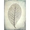 thumbnail image 2 of Mahan, Kathy 19x24 White Modern Wood Framed Museum Art Print Titled - Skeletonized leaf, 2 of 4