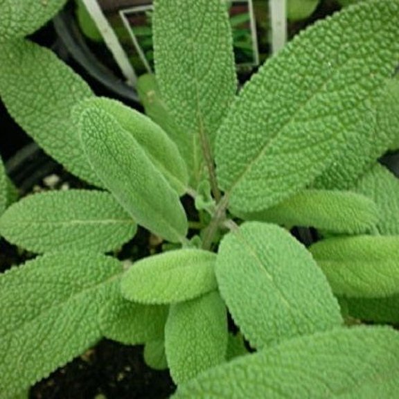 Garden Sage | Two Live Herb Plants | Non-GMO, Great Flavor