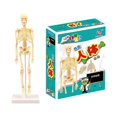 thumbnail image 1 of Human Skeleton Model Miniature Skeleton With Movable Arms And Legs Human Body Mini Set Kids Puzzle Skeleton Assembling Toys heqiyong toy, 1 of 2