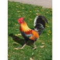 thumbnail image 4 of 2 Uds Escultura Cerca Pollo Estatua Acrílico Única para Jardín para Césped, 4 of 9