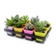 thumbnail image 3 of Bandeja 8 Orificios Maceta Plástico para Flores Semillas Plantas Suculentas Suministros Vivero Jardín, 3 of 6