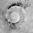 thumbnail image 2 of Blaustein, Alan 15x15 Black Ornate Wood Framed with Double Matting Museum Art Print Titled - Crystal Cove - 41, 2 of 4