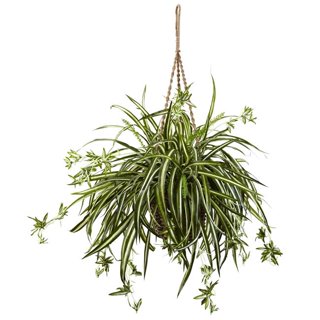 Spider Plant Hanging Basket (10) – Needham'sNursery