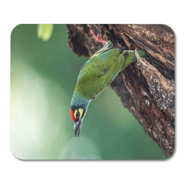 Bird Coppersmith Barbet Crimson Breasted Megalaima Haemacephala Yellow Green Mousepad Mouse Pad Mouse Mat 9x10 inch