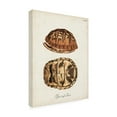 thumbnail image 2 of Unknown 'Antique Turtles & Shells III' Canvas Art, 2 of 3