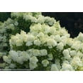 thumbnail image 3 of Bobo® Hardy Hydrangea, 3 of 7