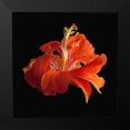 thumbnail image 2 of Reynolds, Richard 20x20 Black Modern Framed Museum Art Print Titled - Tropical Hibiscus ~ Double Orange, 2 of 5