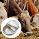 thumbnail image 5 of automático para caballos, para ganado, cuenco para beber, alimentador automático de existencias, cuenco dispensador para s DYNWAVEMX cuenco de alimentación automático, 5 of 7