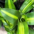 thumbnail image 2 of American Plant Exchange Dracaena Massangeana 'Corn Plant' in 10" Pot, Mass Cane Stump, Easy Care Houseplant, Air Purifying, 2 of 7