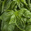 Proven Winners, Outdoor, Live Plants, White, Basil, 1.5PT, Each