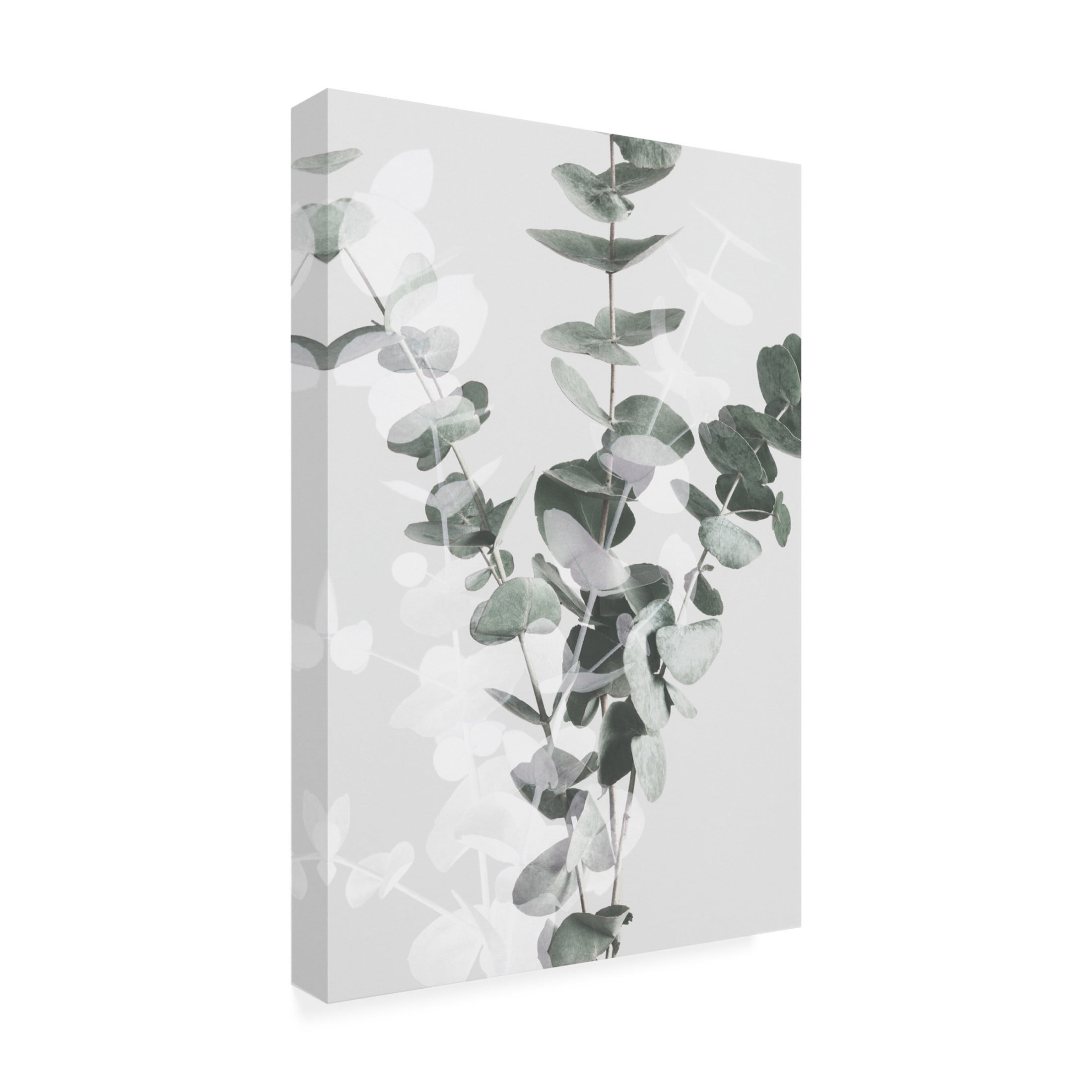 Pictufy Studio III 'Eucalyptus 2' Canvas Art - 16 x 24 Inches