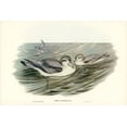 thumbnail image 2 of Gould, John 14x11 Gold Ornate Wood Framed with Double Matting Museum Art Print Titled - Broad-billed Prion-Prion vittatus, 2 of 4