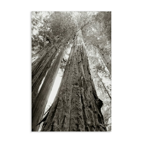 Stupell Industries Ancient Redwood Forest Landscape & Nature Photography Wrapped Canvas Art Print Wall Art, 16 x 24