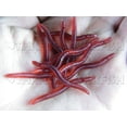 thumbnail image 2 of 80pcs vers de Terre vers Rouges Appâts de Pêche Doux, 2 of 8