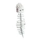 thumbnail image 2 of Disfraz de esqueleto 3D de dinosaurio para Halloween, ideal para fiestas temáticas de calaveras y carnavales. 120cm para adultos, 2 of 9