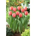 thumbnail image 2 of Apricot Impression tulip -50 Bulbs, 2 of 5