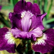 Jewelled Crown Siberian Iris Flower Bulbs - 5 Roots Per Pack