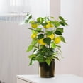thumbnail image 4 of The New Simulation Fruit Big Bonsai Is Suitable For Festive Decoration And Home Decoration, 4 of 9