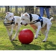 thumbnail image 7 of Jolly Pets Push-N-Play Ball Red 10 inch Hard Plastic Chew Toy for Dogs, 7 of 7
