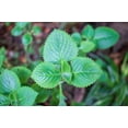 thumbnail image 2 of Lemon Basil Seeds/ Annual/ Full Sun/1200 Seeds 2 Grams/ Zellajake Farm and Garden- B102, 2 of 2