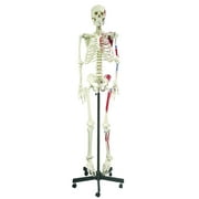 Vision Scientific Hanging Full Size Human Skeleton-66” (168cm) with Muscle