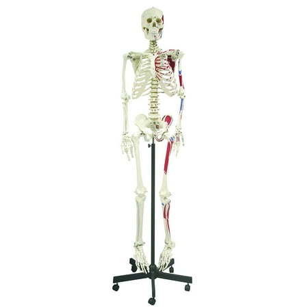 Vision Scientific Hanging Full Size Human Skeleton-66” (168cm) with Muscle
