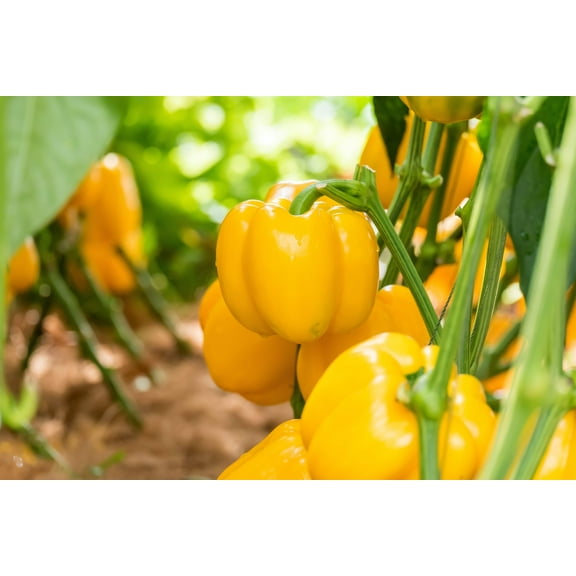 100 Seeds CANARY BELL PEPPER Sweet Yellow Capsicum Annuum Vegetable Seeds