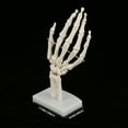 2024 Medical Anatomical Life size Human Hand Joint Study Skeleton Model