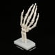 thumbnail image 5 of Aigend Modelo de Esqueleto de Mano - Modelo de Esqueleto de Estudio de articulación de Mano Humana de tamaño Natural anatómico, 5 of 14