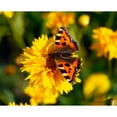 thumbnail image 2 of Red Admiral Butterfly On Tickseed; Co Meath  Ireland Poster Print, 2 of 2