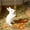 Style B#, variant on Pet Rabbits Chew Toys, Bunny Chew Treat for Teeth Grinding,Hanging Timothy Hay Ball & Stick Wood for Guinea Pig Chinchilla Hamster Squirrel Gerbil Rat Parrot, Dental Health & Boredom Relief