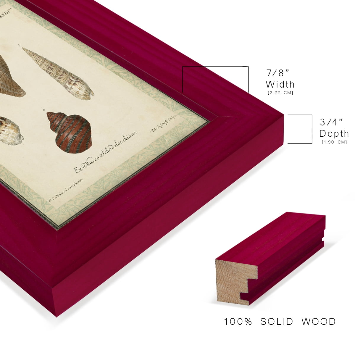 Bookplate Shells V - Framed Print w/glass - Cherry Red