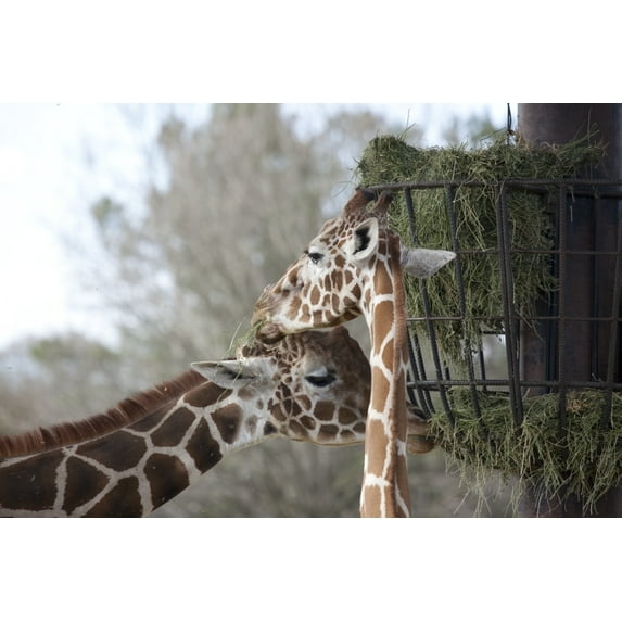 Established in 1920 as part of Oak Park. Later it was re-established and moved to its current located in north Montgomery. In 1989 it