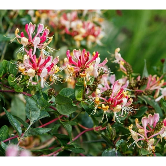 2 Fragrant Cloud Pink Honeysuckle in 3.5 inch pots