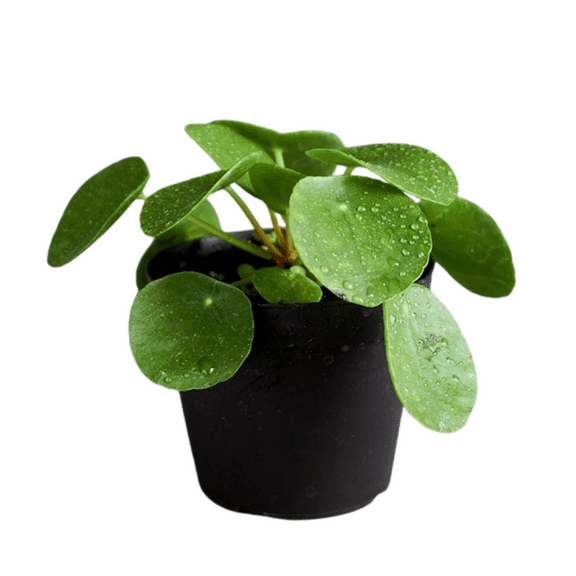Chinese Money Plant Live in 4 Inches Pot, 6 - 8 Inches Starter Plant, Pilea Peperomioides Plant Live for Indoor Growing