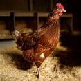 thumbnail image 3 of FarmStraw Fine - Premium Wheat Straw Animal Bedding, 3 Cu ft, 3 of 7